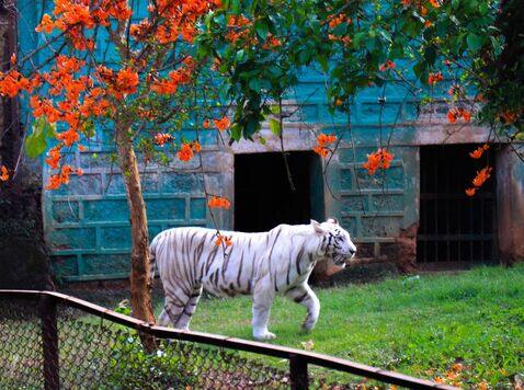 Nandankanan Zoological Park, Xplro, Odisha