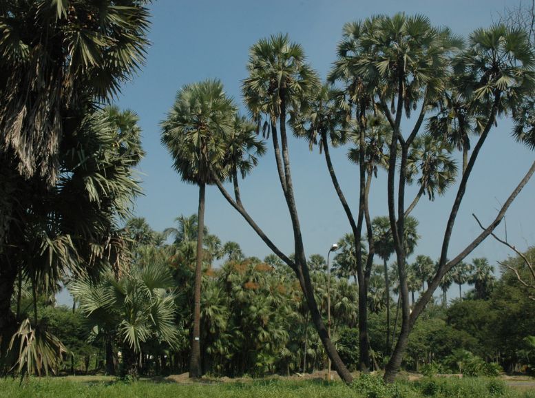 Palm Collection Kolkata Botanical Garden, Xplro, West Bengal