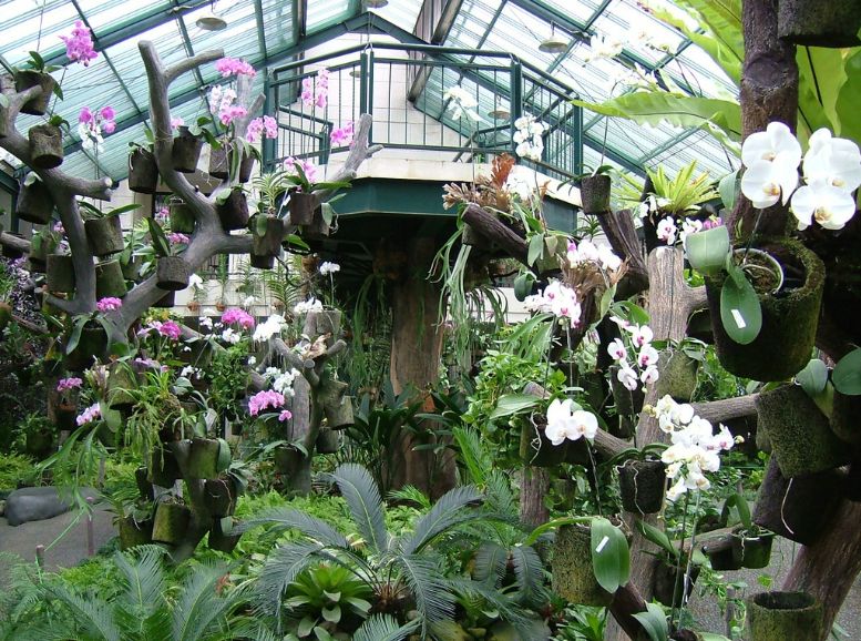 Orchid House Kolkata Botanical Garden, Xplro, West Bengal