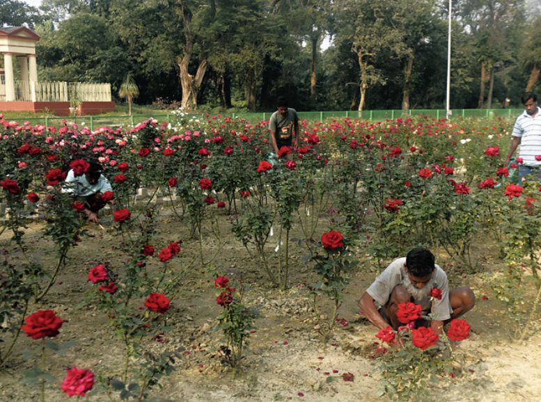 Rose Garden Kolkata Botanical Garden, Xplro, West Bengal