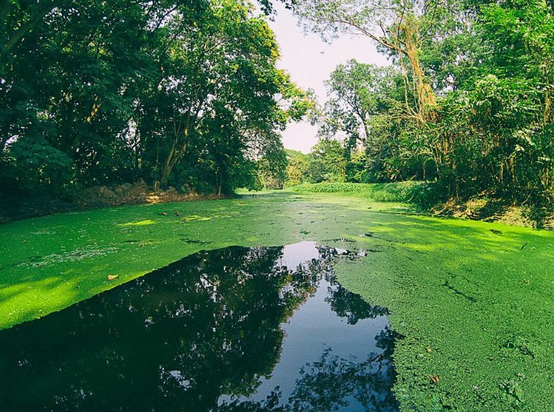 Lakes and Water Bodies Kolkata Botanical Garden, Xplro, West Bengal