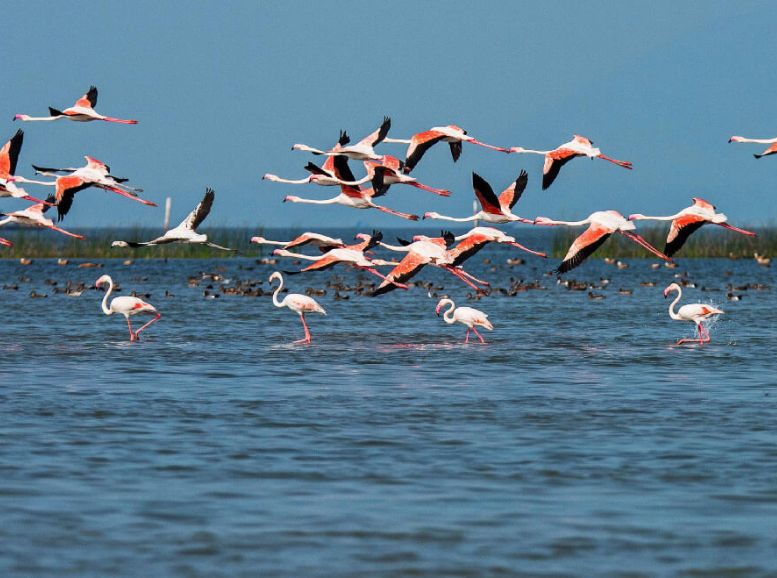 Bird Sanctuaries, Chilika Lake, Xplro, Odisha