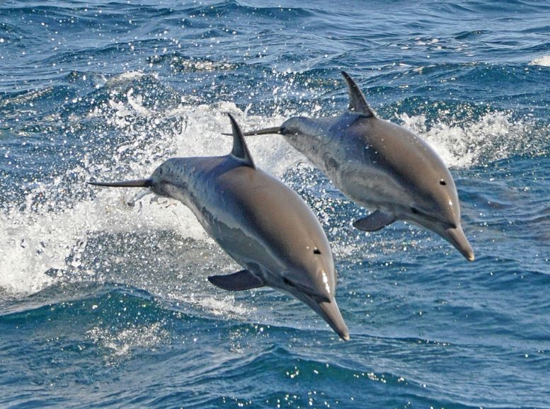 Satapada Dolphin Sanctuary Odisha, Xplro