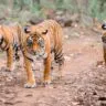 satkosia tiger reserve, Xplro