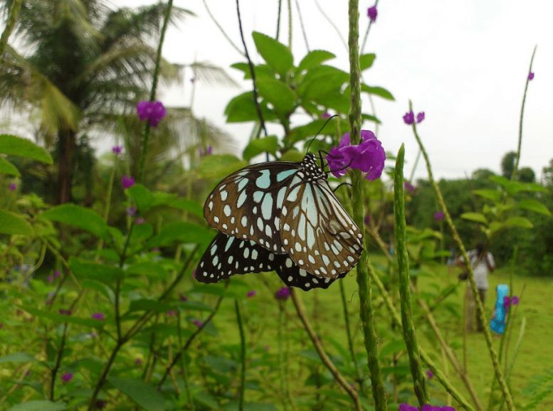 Butterfly Garden: sanjay gandhi national park, Maharastra,Xplro
