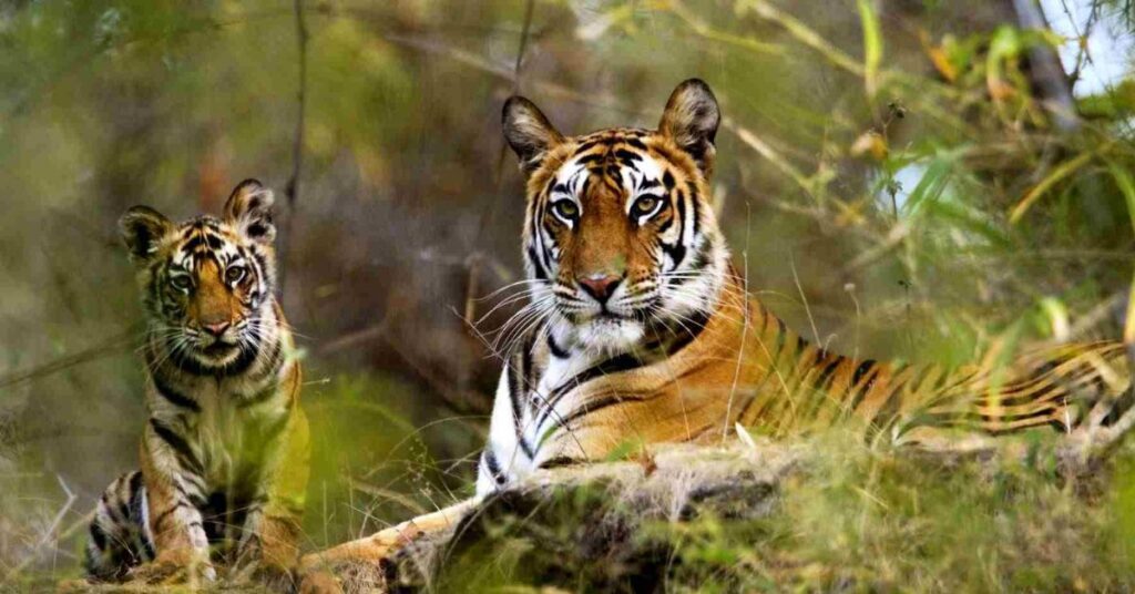 Tadoba Andhari Tiger Reserve, Xplro, Maharastra