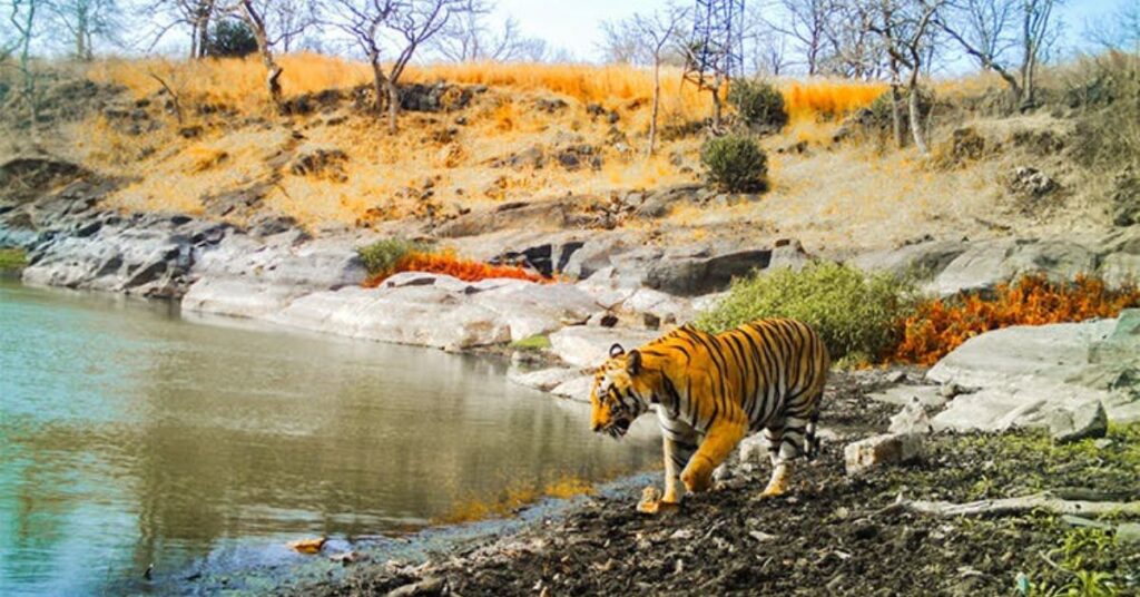 Melghat Tiger Reserve, Chikhaldara, Xplro