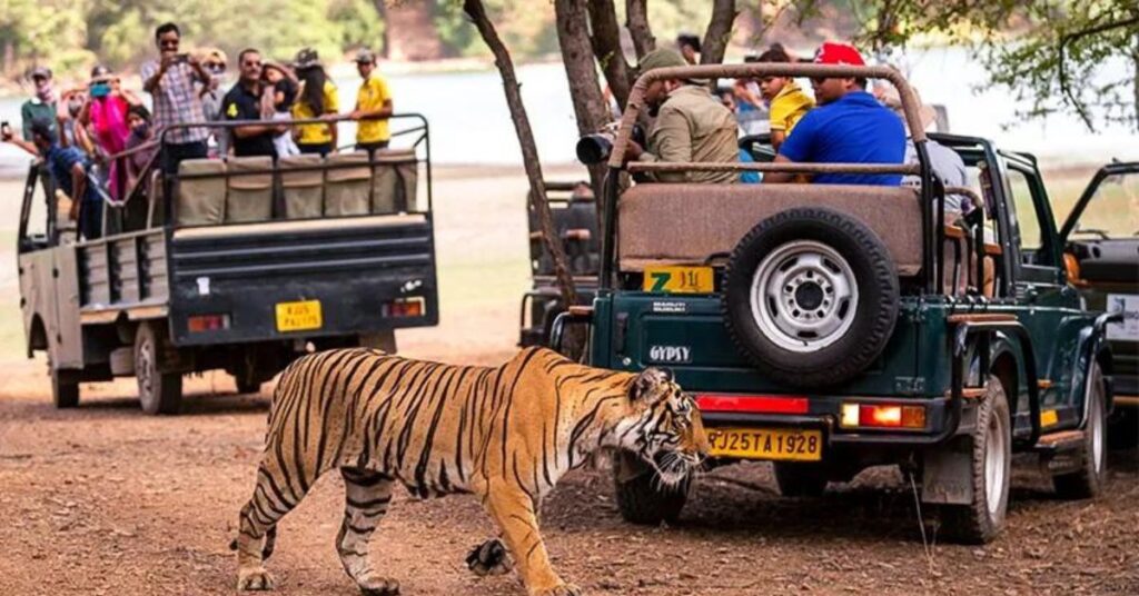 Jungle Journeys: Wildlife Safaris Amidst India's Natural Wonders, Xplro