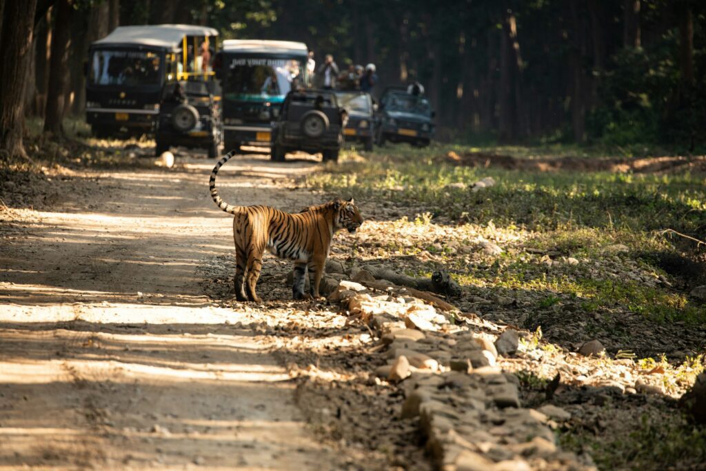 Jim Corbett National Park, Xplro