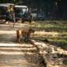 Jim Corbett National Park