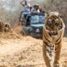 best places for wildlife photography in India bandhavgarh national park, Madhya Pradesh, Xplro