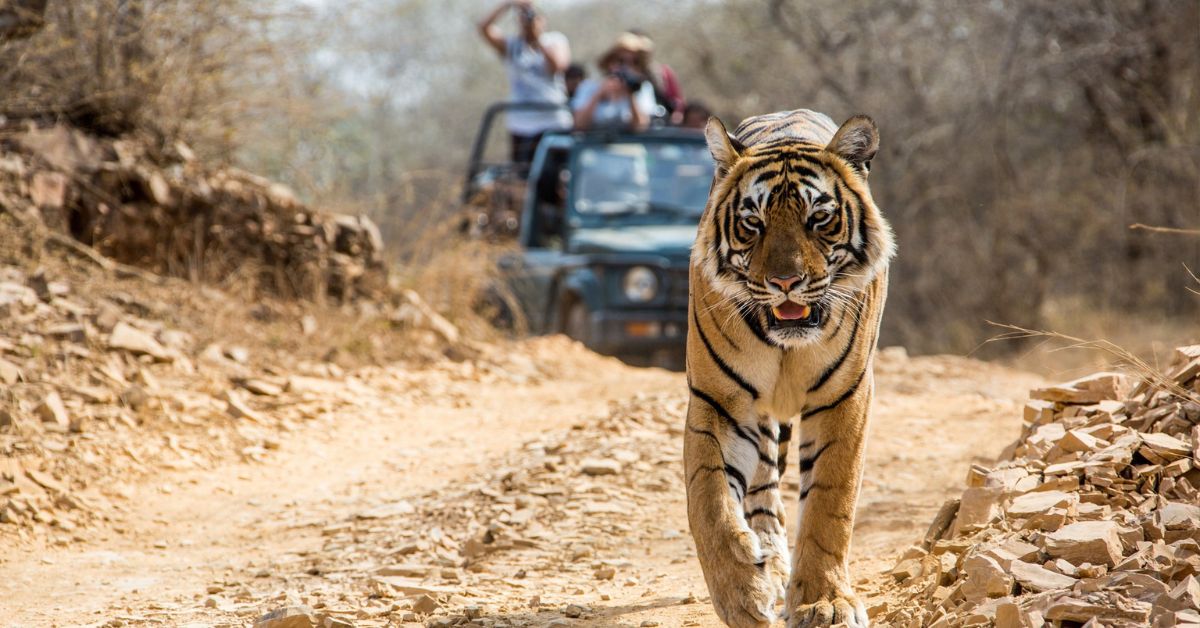 best places for wildlife photography in India bandhavgarh national park, Madhya Pradesh, Xplro