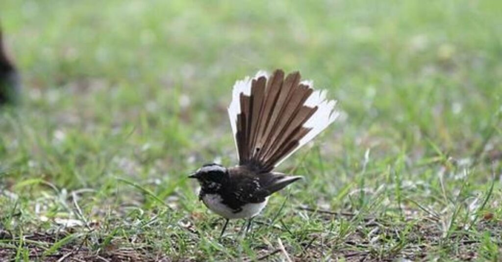 Birdwatching Ratapani Tiger Reserve, Xplro