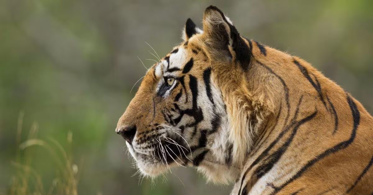 Ratapani Tiger Reserve, Xplro, Madhya, Pradesh