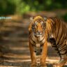 Pench National Park, Xplro, Madhya Pradesh