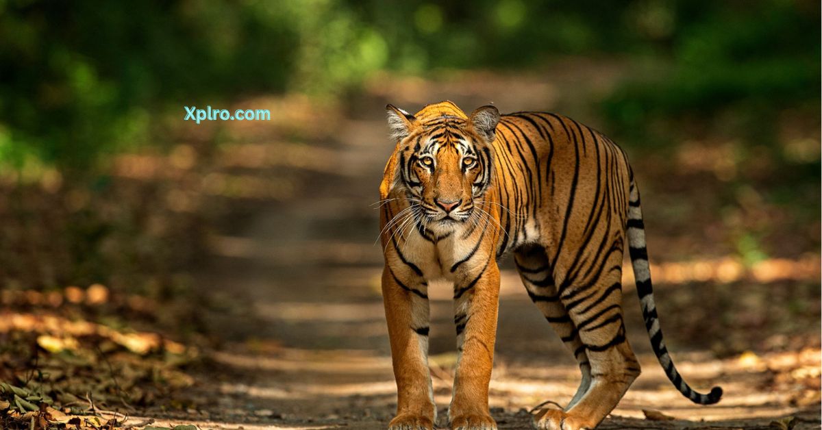 Pench National Park, Xplro, Madhya Pradesh