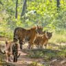 satpura national park, Xplro, Madhya Pradesh