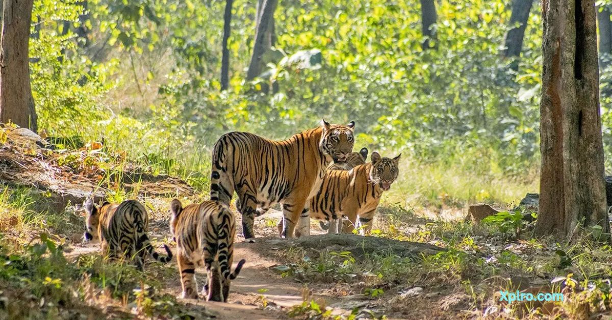 satpura national park, Xplro, Madhya Pradesh