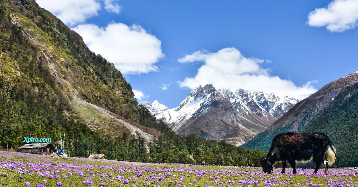 Yumthang Valley, Xplro