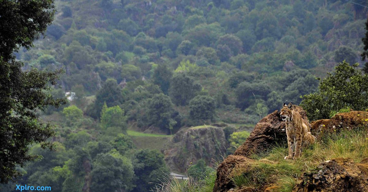 Silent Valley, Kerala, Xplro