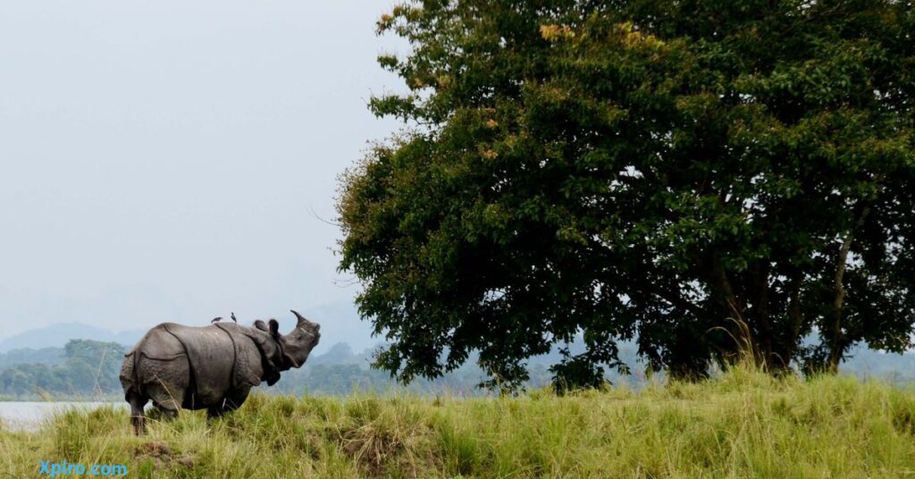 Destinations kaziranga national park, Xplro