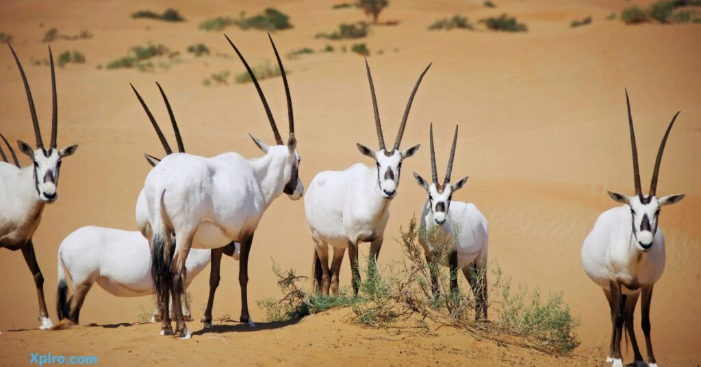 Thar Desert Wildlife Sanctuary, Xplro