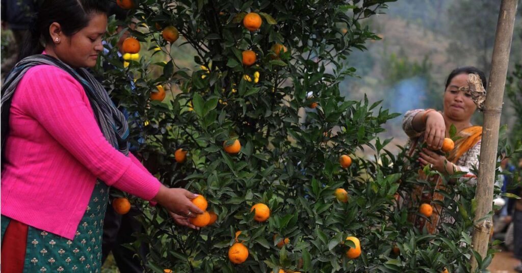 Orange Orchards Jampui Hills, Xplro