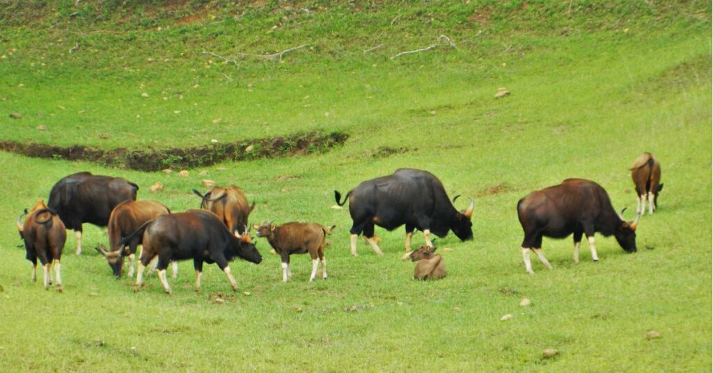 Rich Biodiversity Kalapania Nature Park, Xplro