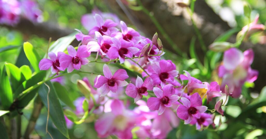 sessa orchid sanctuary arunachal pradesh, Xplro