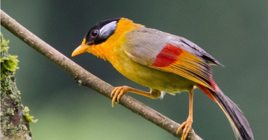 Bird Watching Namdapha National Park, Xplro