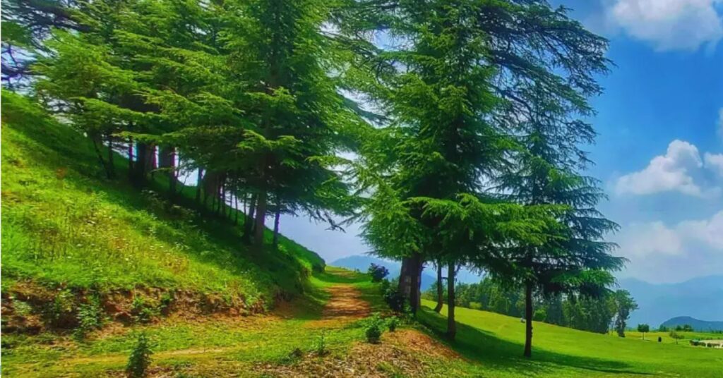 Blooming Meadows and Hidden Forests at gorichen peak arunachal pradesh, Xplro