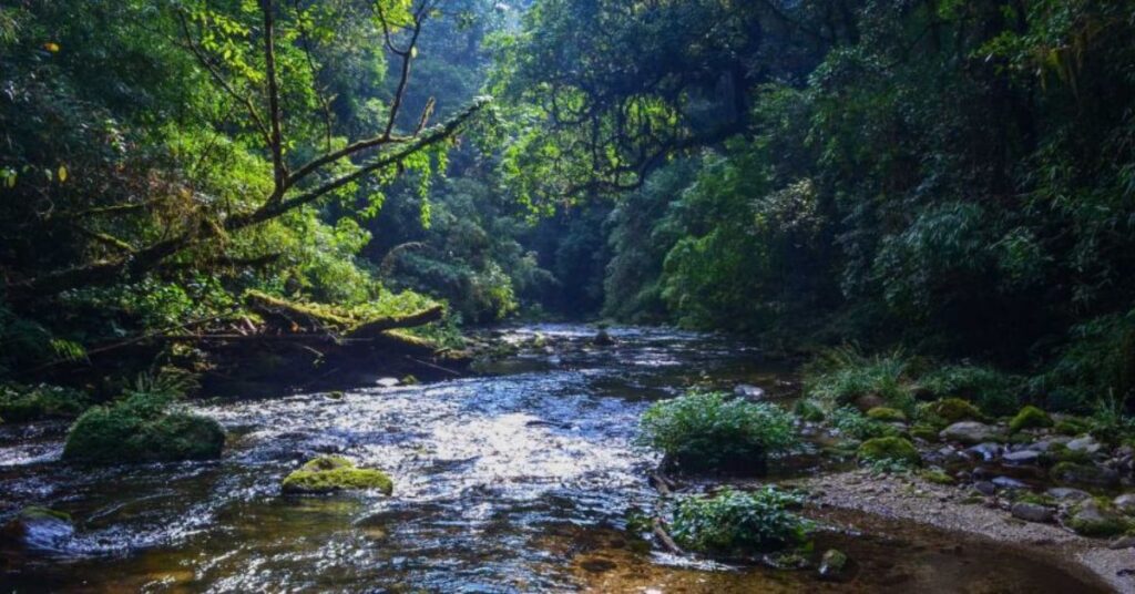 Talle Valley Wildlife Sanctuary: An Insider’s Guide to Arunachal Pradesh’s best Eco-Paradise