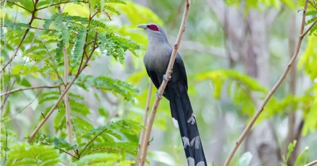 Intanki Wildlife Sanctuary Bird Watching nagaland, Xplro