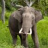 Intanki Wildlife Sanctuary, agaland, Xplro