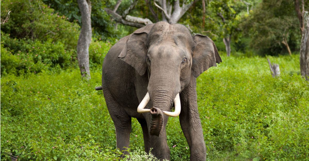 Intanki Wildlife Sanctuary, agaland, Xplro