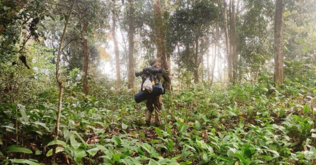 Intanki Wildlife Sanctuary Forest Canopy nagaland, Xplro