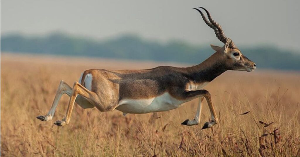 fauna of Lengteng Wildlife Sanctuary, Champhai, Mizoram, Xplro