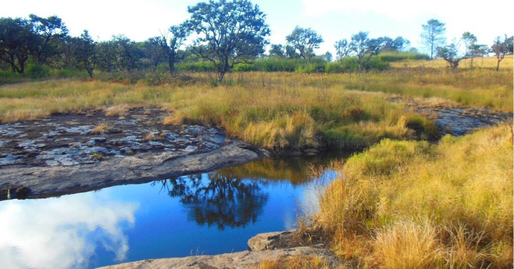 Phawngpui (Blue Mountain) National Park Champhai, Mizoram, Xplro