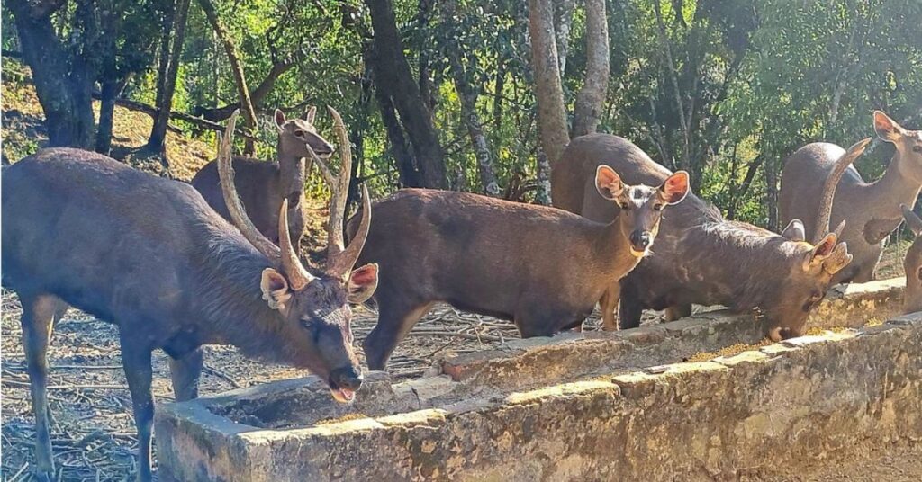 Thenzawl Deer Park, Mizoram, Xplro