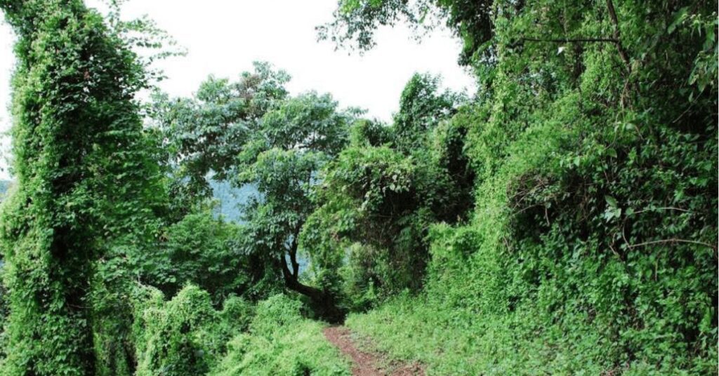 Scenic Trails, Lengteng Wildlife Sanctuary, Mizoram, Xplro