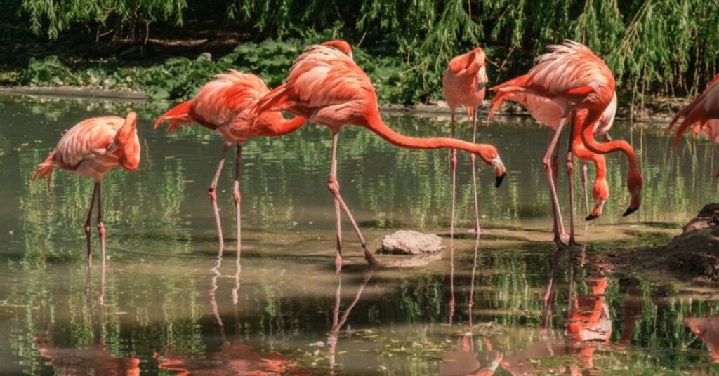 Bird watching at Palak Wildlife Sanctuary, Xplro