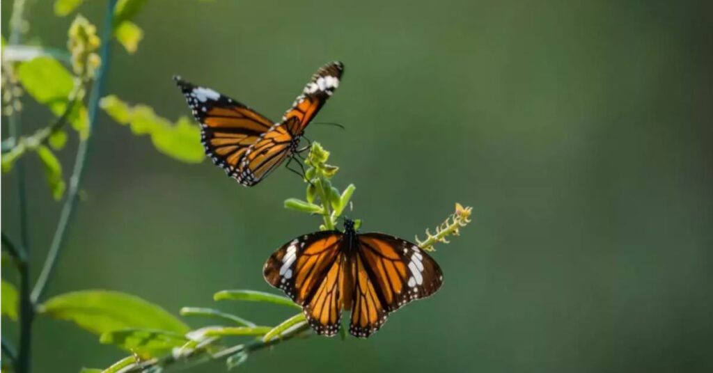 Butterfly Watching at Palak Wildlife Sanctuary, Xplro