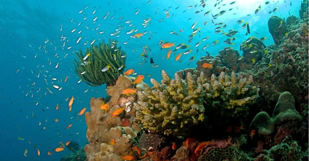 Coral Reefs and Marine Life, North Bay Island, Xplro