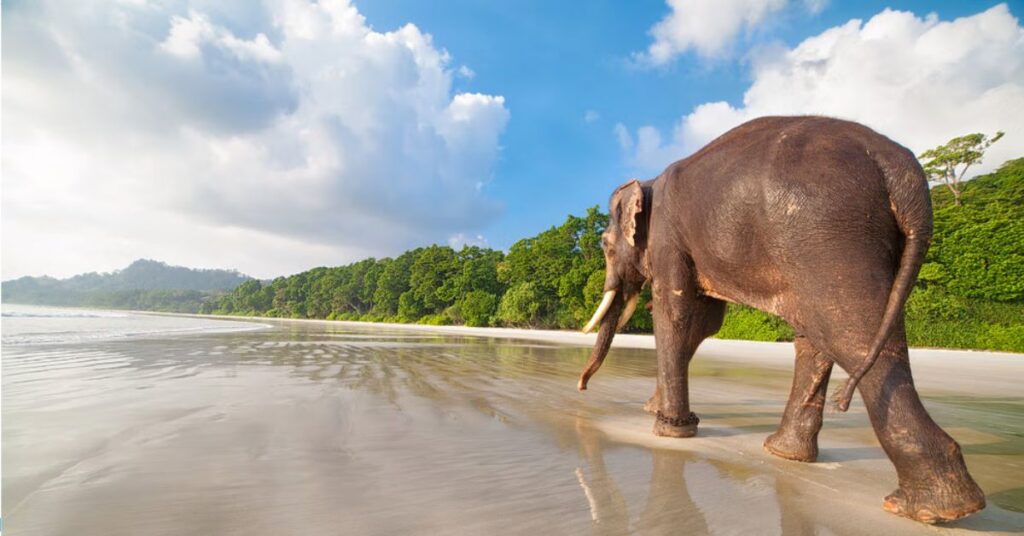 Elephant Beach Unveiled: The Ultimate Guide to Andaman’s Hidden Gem