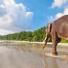 Elephant Beach, Xplro