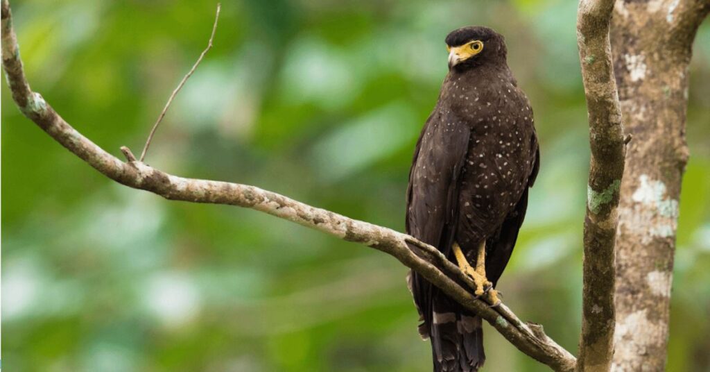 Chidiya Tapu Birdwatching, Xplro