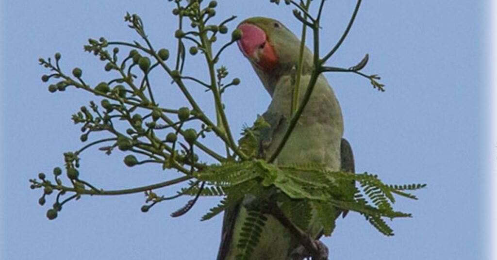 Bird Watching, Vanganga Garden, Xplro