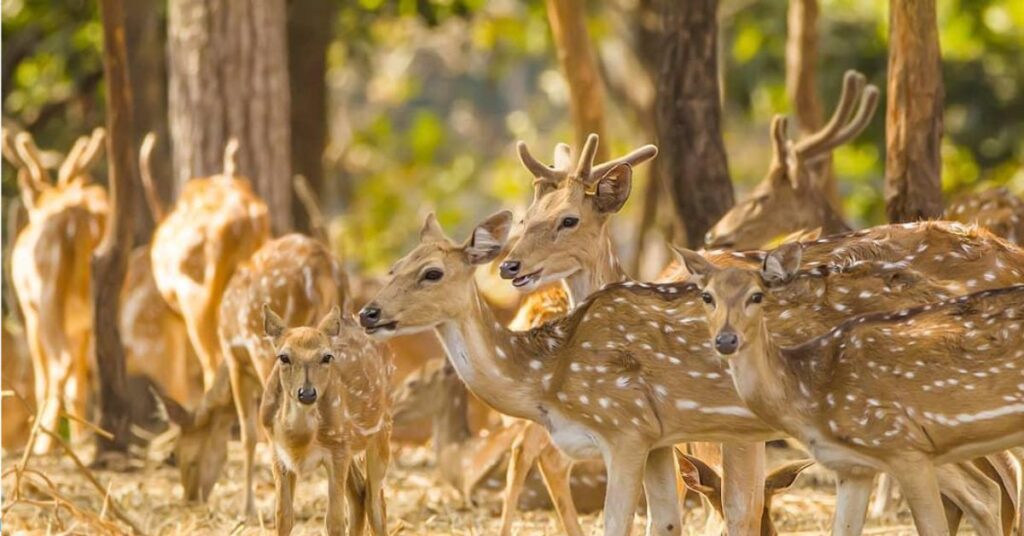 Satmaliya Deer Park, Khanvel, Xplro