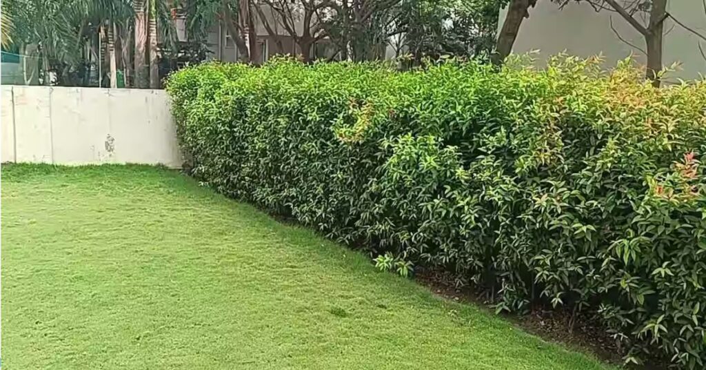 lush green lawns samarth krupa garden dadra nagar haveli, Xplro