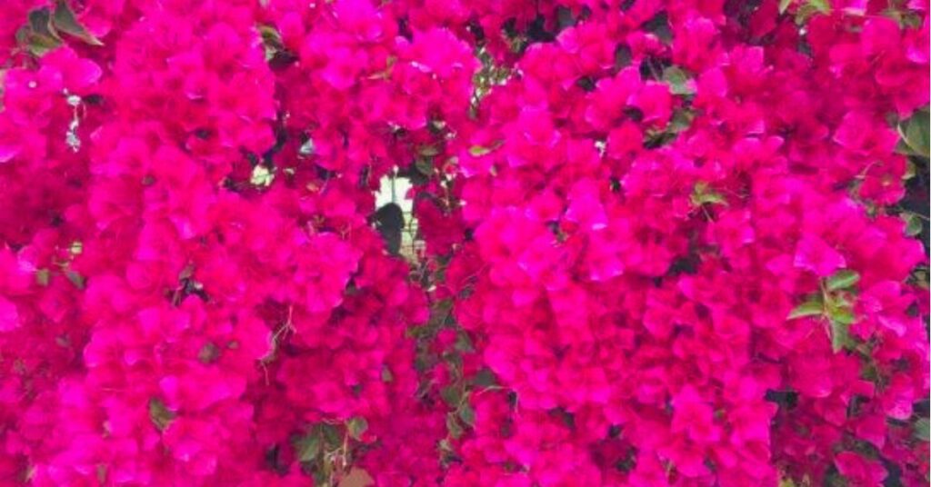 Vibrant Flower Beds,dadra nagar haveli, Xplro